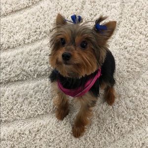 Meet your Posher, Bonnie